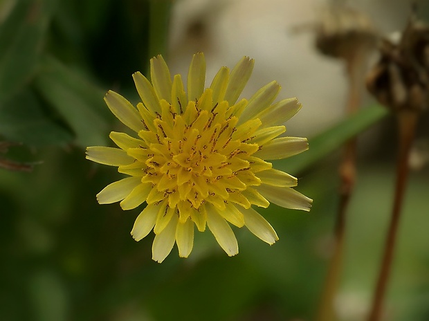 mlieč zelinný Sonchus oleraceus L.