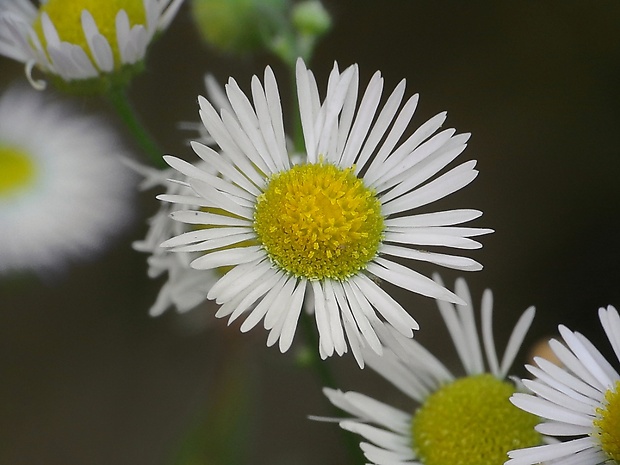 hviezdnik ročný Stenactis annua (L.) Nees