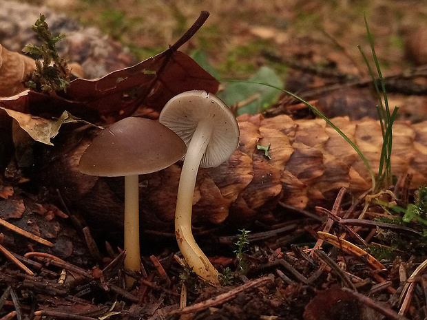 peniazočka smreková Strobilurus esculentus (Wulfen) Singer