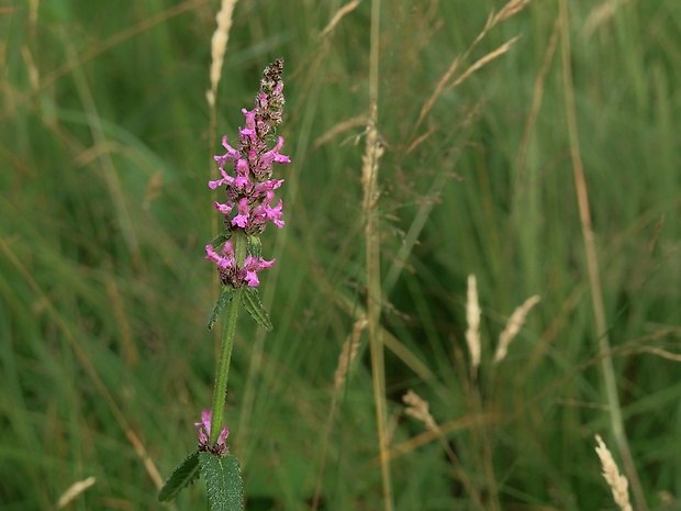 betonika lekárska Betonica officinalis L.