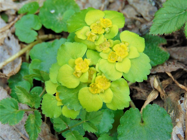 slezinovka striedavolistá Chrysosplenium alternifolium L.