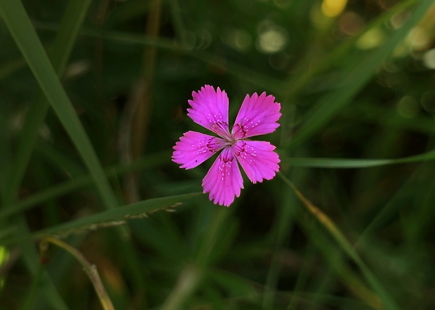 klinček slzičkový Dianthus deltoides L.