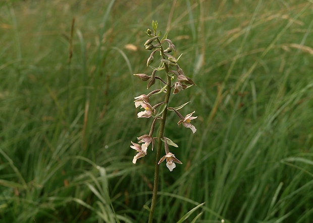 kruštík močiarny Epipactis palustris (L.) Crantz