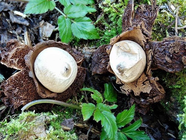 hviezdovka trojitá Geastrum triplex Jungh.