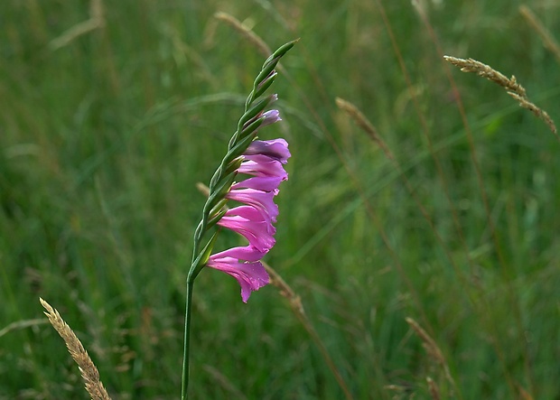 mečík škridlicovitý Gladiolus imbricatus L.