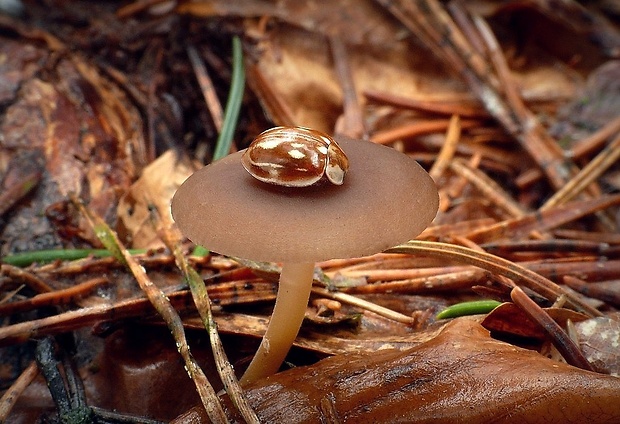 lienka (sk) / slunéčko (cz) Myzia oblongoguttata (Linnaeus, 1758)