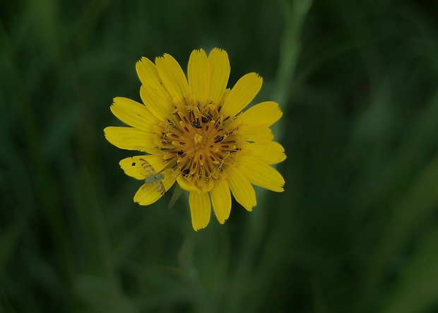 kozobrada lúčna Tragopogon pratensis L.