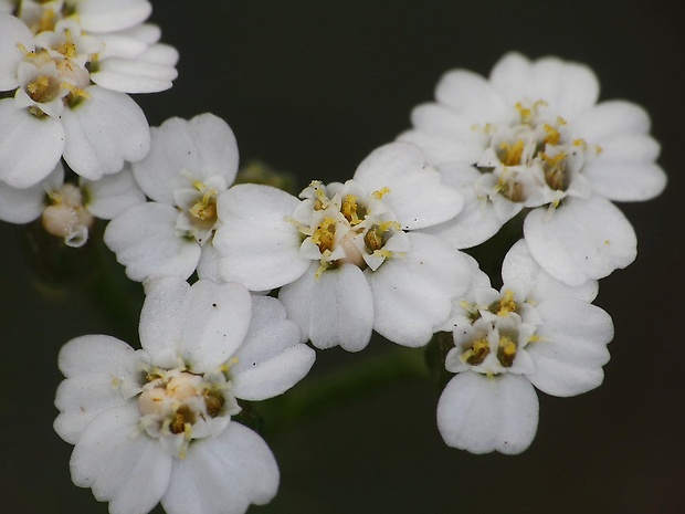 rebríček obyčajný Achillea millefolium L.