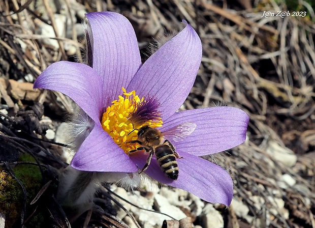 včela medonosná Apis mellifera  L., 1758