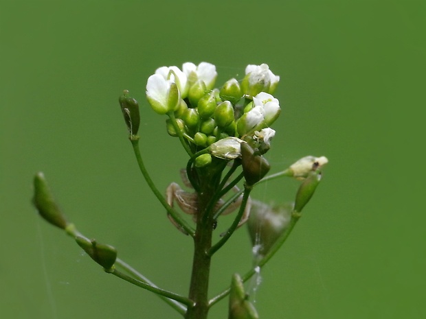 kapsička pastierska Capsella bursa-pastoris (L.) Medik.