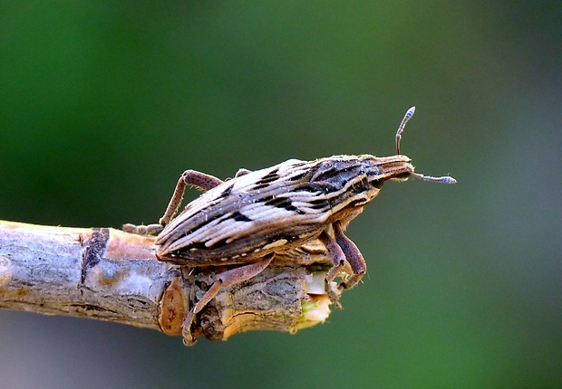 nosatec Coniocleonus nigrosuturatus