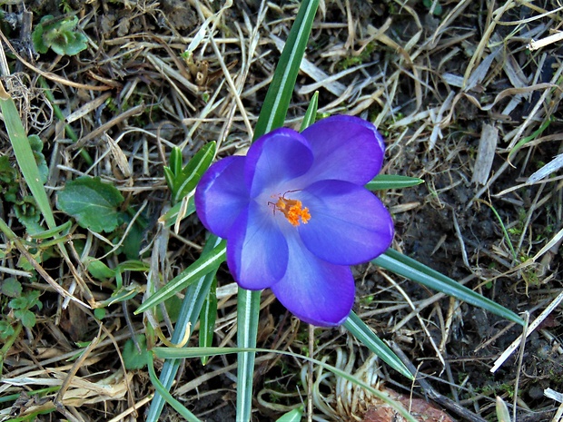 šafran Crocus sp.