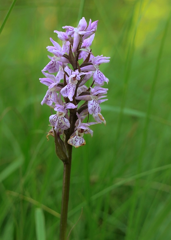 vstavačovec májový pravý Dactylorhiza majalis subsp. majalis (Reincherb.) Hunt & Summerh.