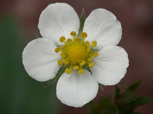 jahoda obyčajná Fragaria vesca L.