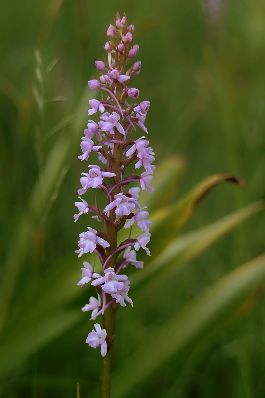 päťprstnica obyčajná Gymnadenia conopsea (L.) R. Br.