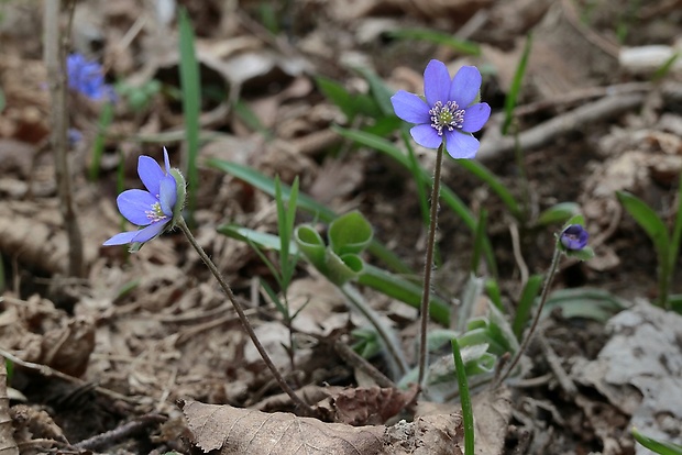 pečeňovník trojlaločný Hepatica nobilis Schreb.