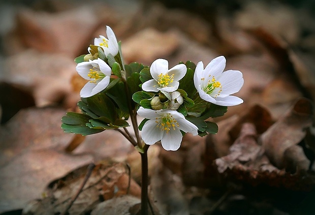 veterník žltuškovitý Isopyrum thalictroides L.