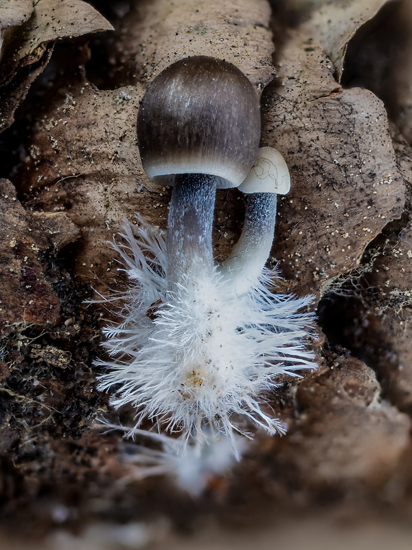 prilbička šišková Mycena strobilicola J. Favre & Kühner