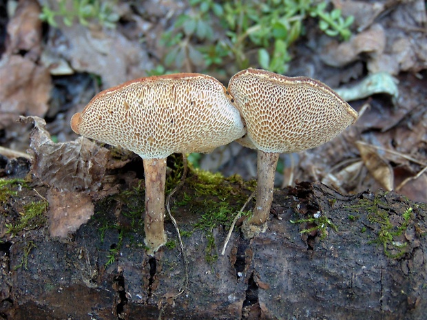 trúdnik Polyporus sp.