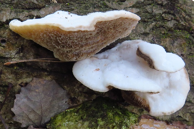 trúdnikovec voňavý Trametes suaveolens (L.) Fr.