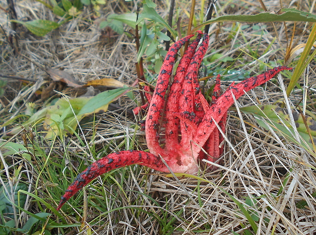 mrežovka kvetovitá Clathrus archeri (Berk.) Dring