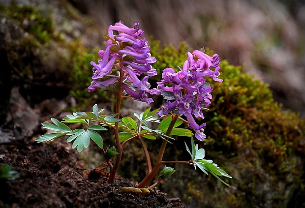 chochlačka plná Corydalis solida (L.) Clairv.