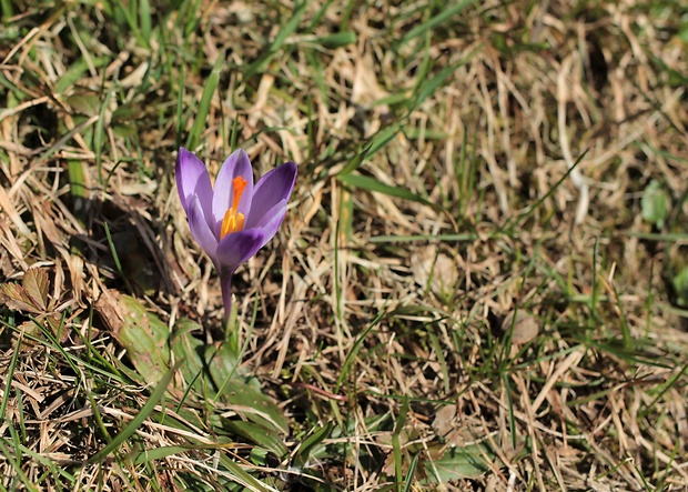 šafran spišský Crocus discolor G. Reuss