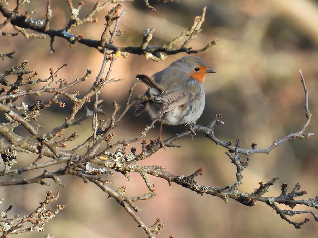 červienka obyčajná Erithacus rubecula