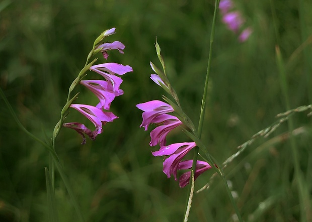 mečík škridlicovitý Gladiolus imbricatus L.