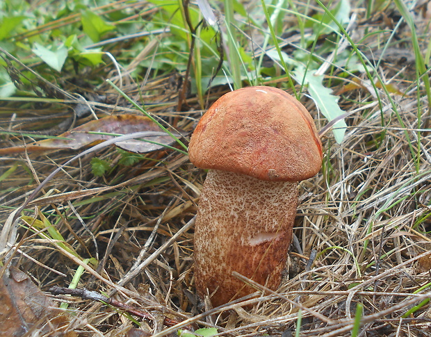 kozák dubový Leccinum aurantiacum (Bull.) Gray