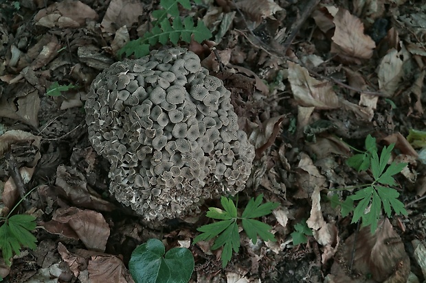 trúdnik klobúčkatý Polyporus umbellatus (Pers.) Fr.