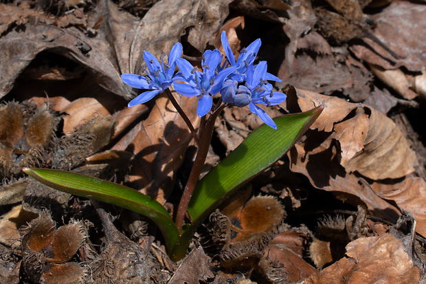 scila severná bukovská Scilla drunensis subsp. buekkensis (Speta) Kereszty