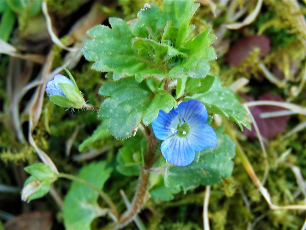 veronika Veronica sp.