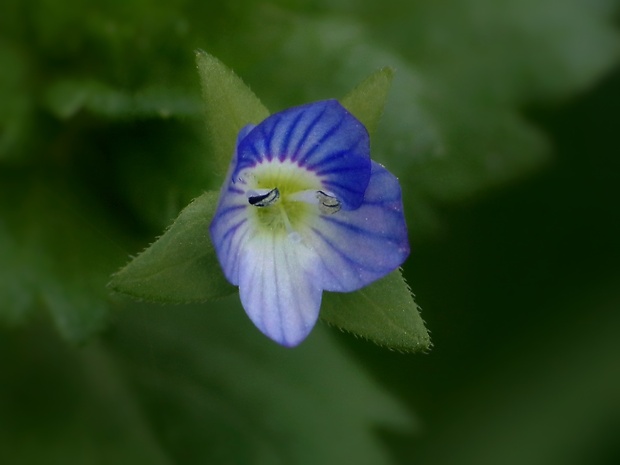 veronika Veronica sp.