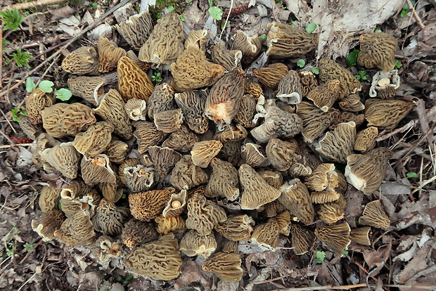 smrčkovec český Verpa bohemica (Krombh.) J. Schröt.