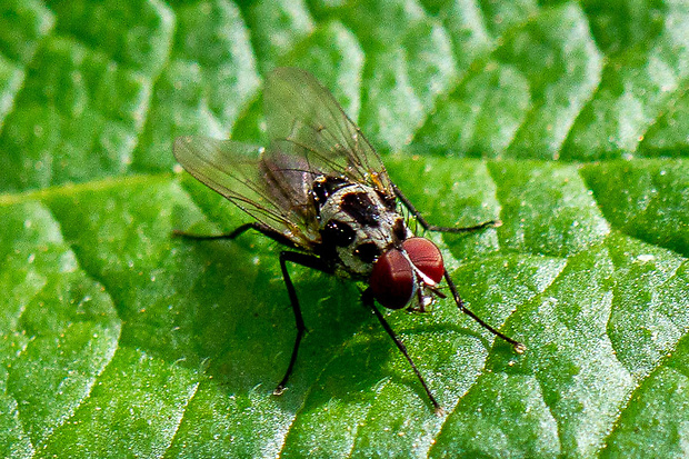 Kvetárka Anthomyia procellaris Rondani, 1866