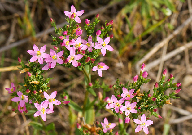 zemežlč menšia Centaurium erythraea Rafn