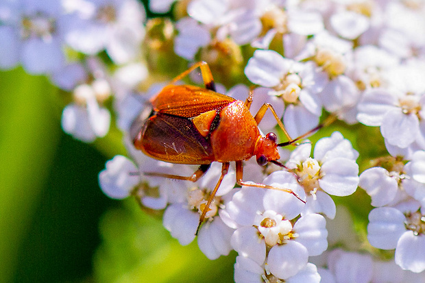 Bzdôška premenlivá Deraeocoris ruber (Linnaeus, 1758)