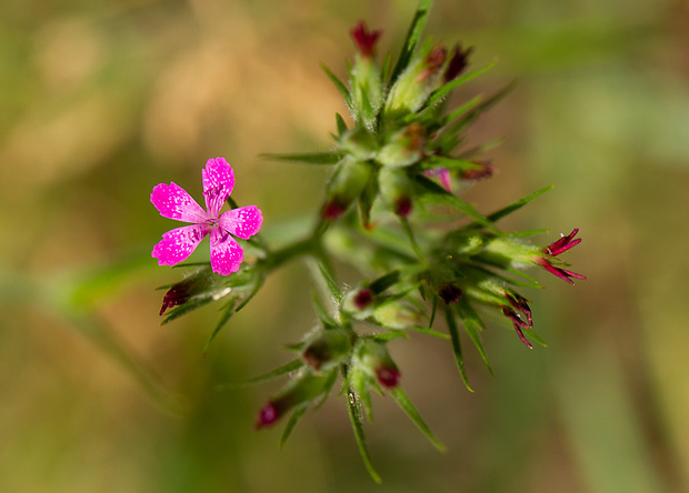 klinček zväzkovitý Dianthus armeria L.