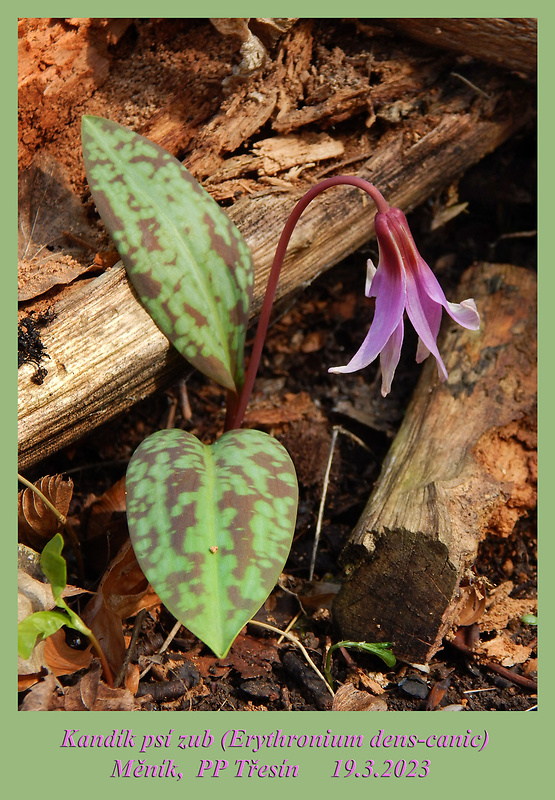 kandik psí Erythronium dens-canis L.