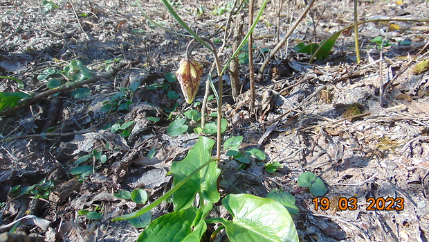 korunkovka strakatá Fritillaria meleagris L.