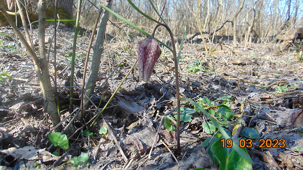 korunkovka strakatá Fritillaria meleagris L.