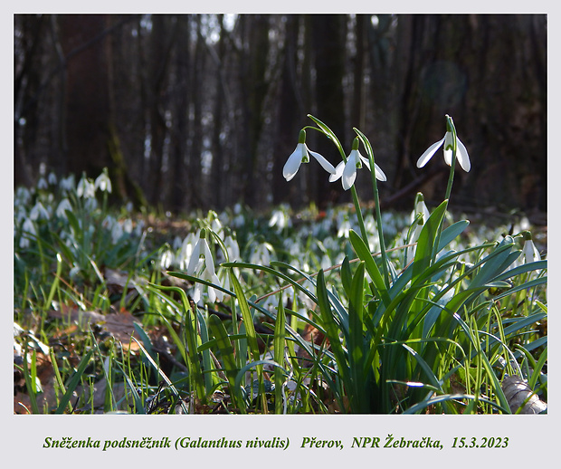 snežienka jarná Galanthus nivalis L.