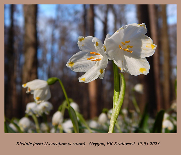 bleduľa jarná Leucojum vernum L.