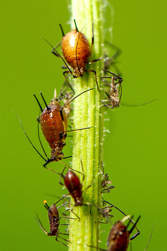 Voška ružová Macrosiphum rosae (Linnaeus, 1758)