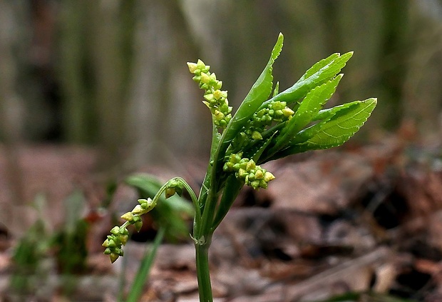 bažanka trváca Mercurialis perennis L.