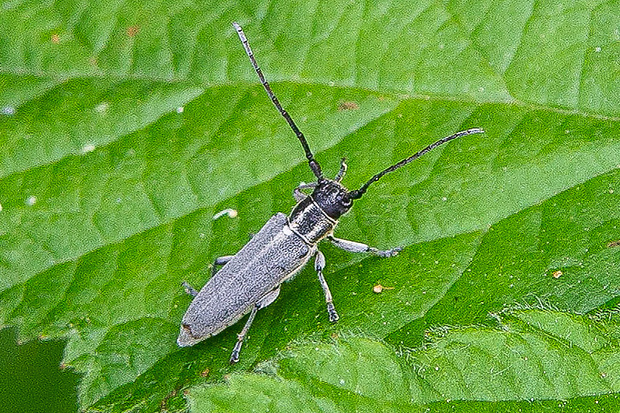 Vrzúnik Phytoecia (s.str.) nigricornis (Fabricius, 1781)