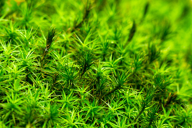 ploník obyčajný Polytrichum commune Hedw.