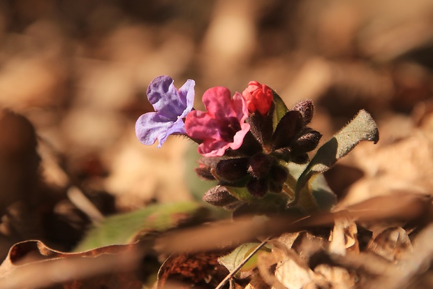 pľúcnik lekársky Pulmonaria officinalis L.