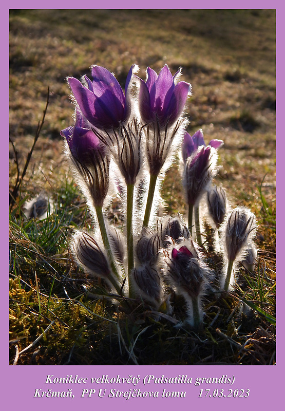 poniklec veľkokvetý Pulsatilla grandis Wender.